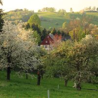 streuobstwiese