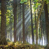 wald scheibenberg